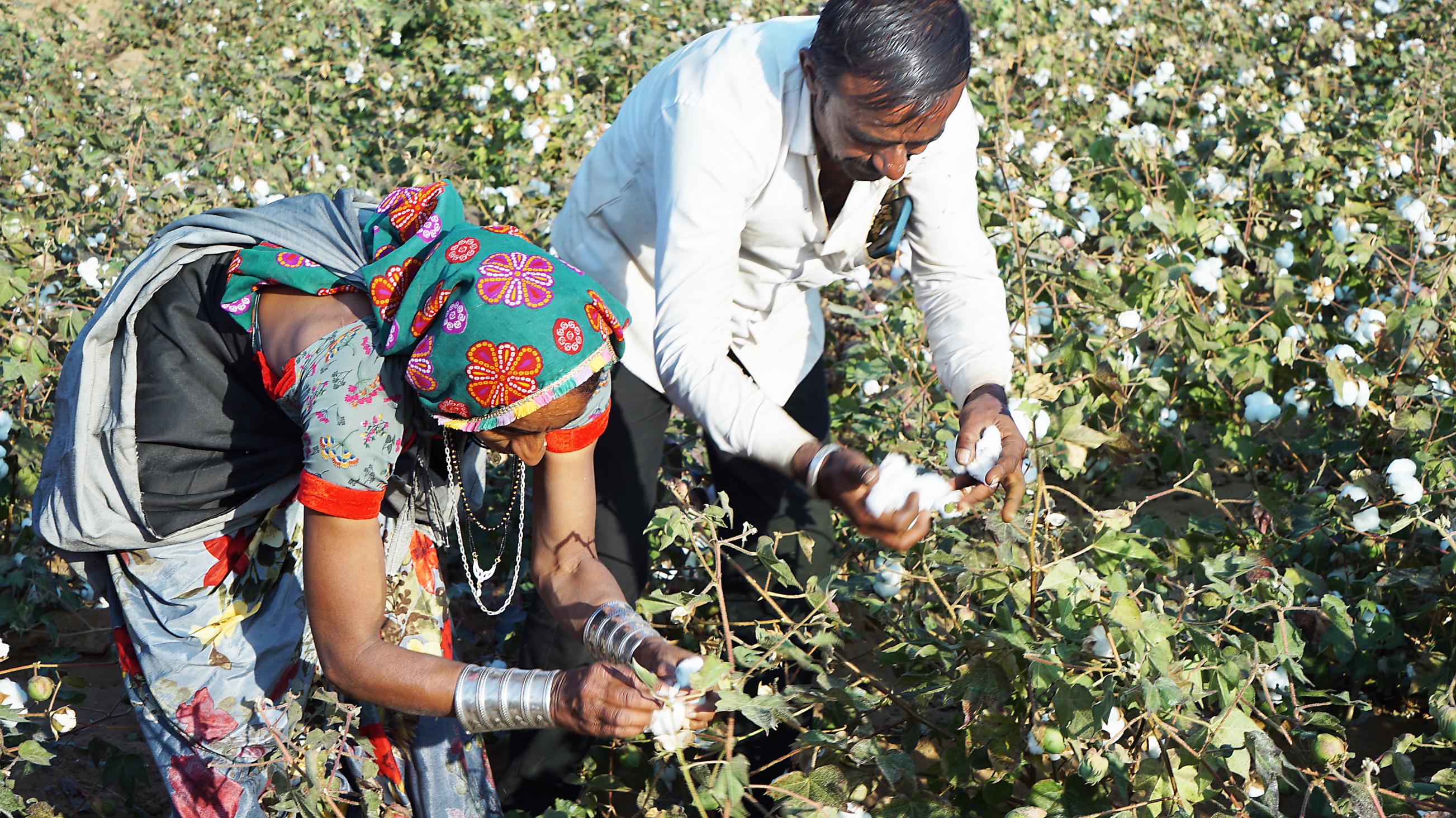 Baumwollproduzent:innen Ms Shantiben Navinbhai Makwana and Mr. Navinbhai Makwana bei der Baumwollernte. © Foto: Fairtrade, Anu Rai