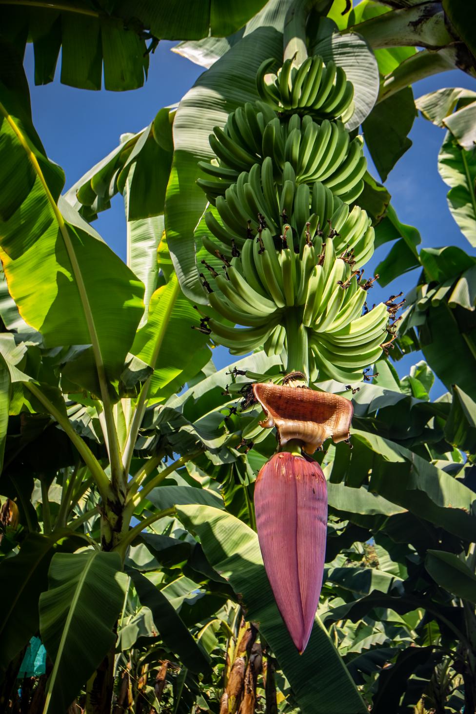 Blüte einer Bananenpflanze. Bananen gelten oft als Symbole für die Nord-Süd-Handelsbeziehungen. © Cesar David Martinez
