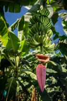 Blüte einer Bananenpflanze. Bananen gelten oft als Symbole für die Nord-Süd-Handelsbeziehungen. © Cesar David Martinez