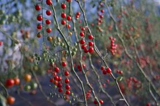 © Foto: myProviant