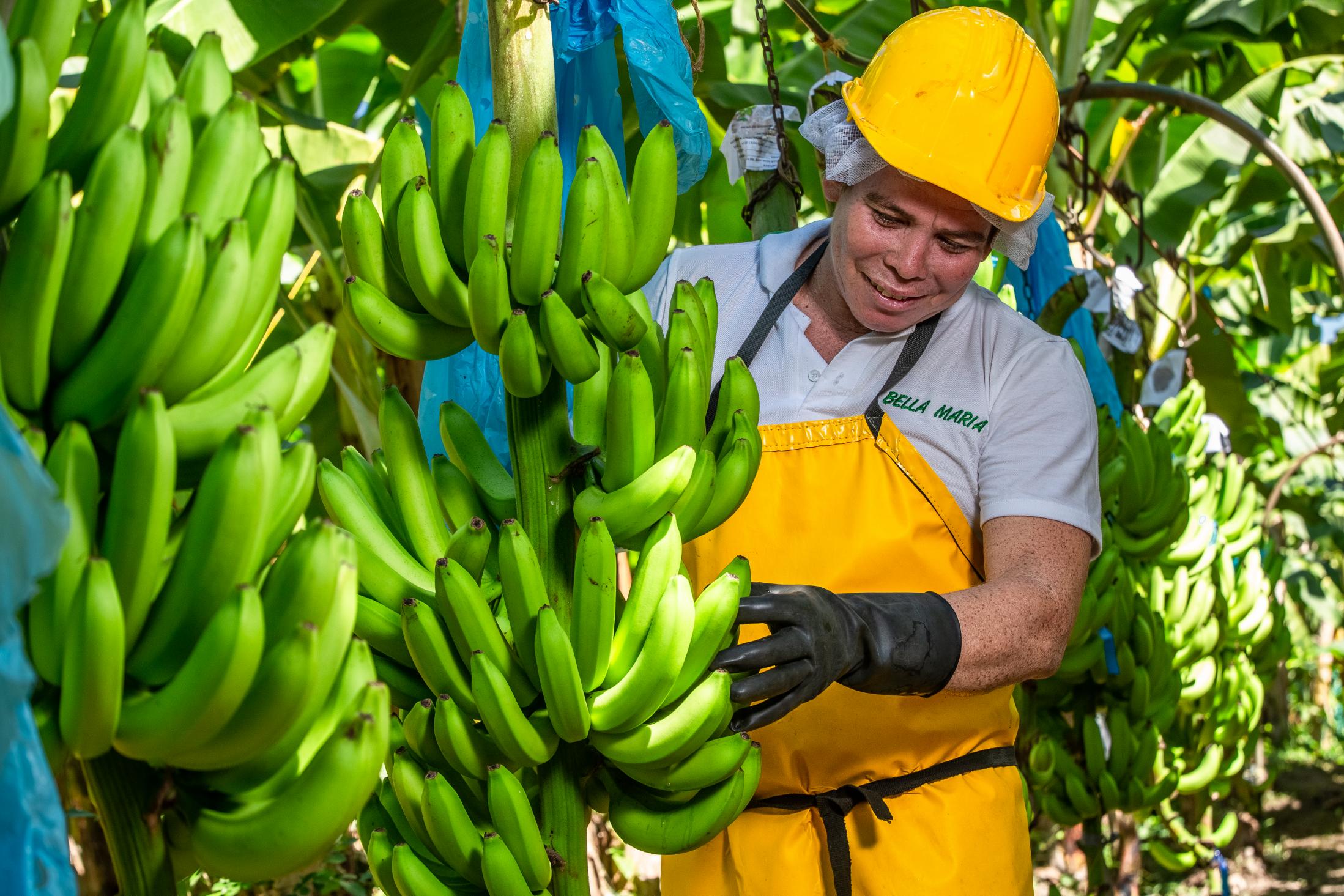 Arbeiter in Kolumbien. © Foto: Fairtrade-Foundation, Cesar David Martinez
