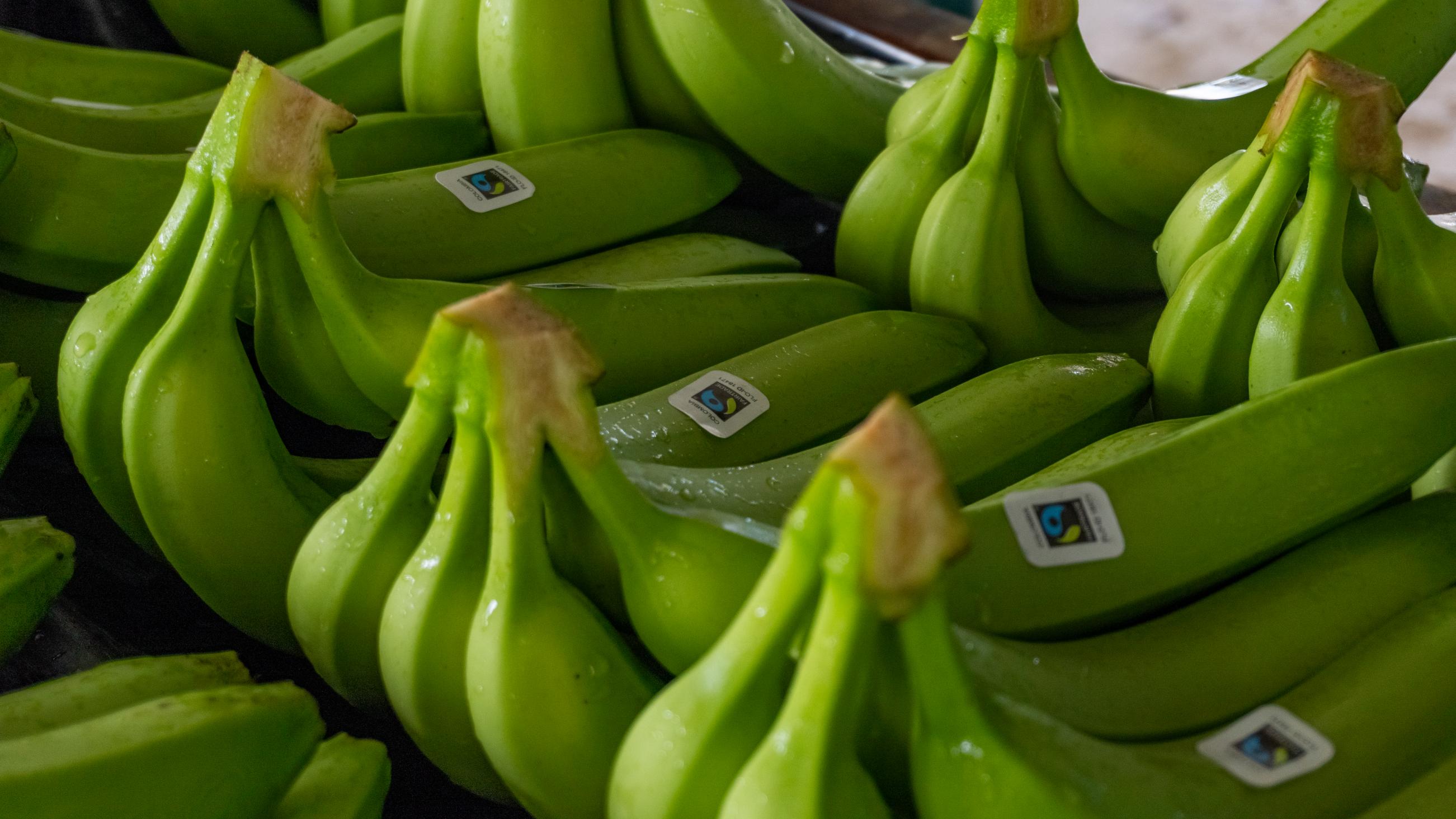 Bananen nach der Ernte, Kolumbien. © Foto: CLAC Fairtrade