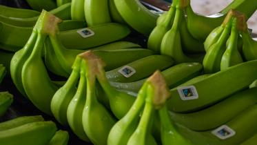 Bananen nach der Ernte, Kolumbien. © Foto: CLAC Fairtrade
