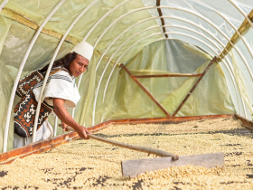 Kolumbianischer Kaffeebauer, Kooperative ASOSEYNEKUM. © Foto: Max Havelaar-Stiftung (Schweiz)